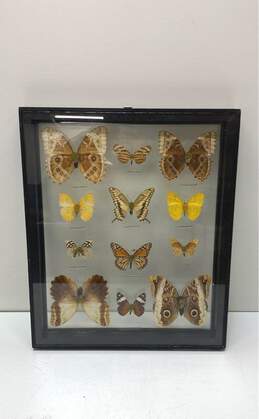 Mariposas Del Tropico Glass Framed Butterflies Set of 12 Tropical Specimens alternative image