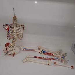Life Sized 1:1 Human Skeleton Anatomical Model for Parts/Repair alternative image