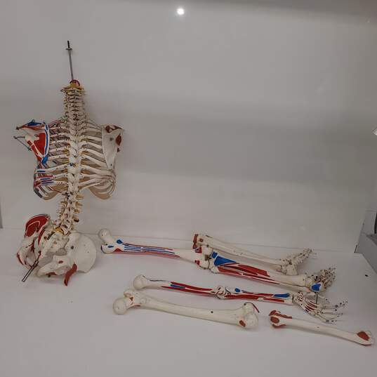 Life Sized 1:1 Human Skeleton Anatomical Model for Parts/Repair image number 2