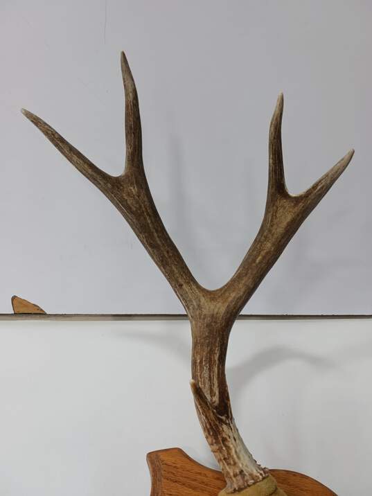 Elk Horns Mounted image number 3