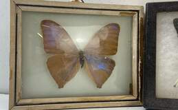 3 Glass Framed Butterflies Various Species Mounted Box /Framed Displayed alternative image