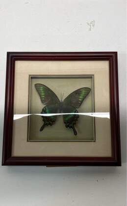 Set of 3 Glass Framed Butterflies 4 Vivid and Unique Species Display Décor alternative image
