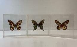 Set of 3 Plexiglas Framed Butterflies 3 Various Displayed Species
