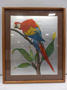 Framed Art Print Parrot