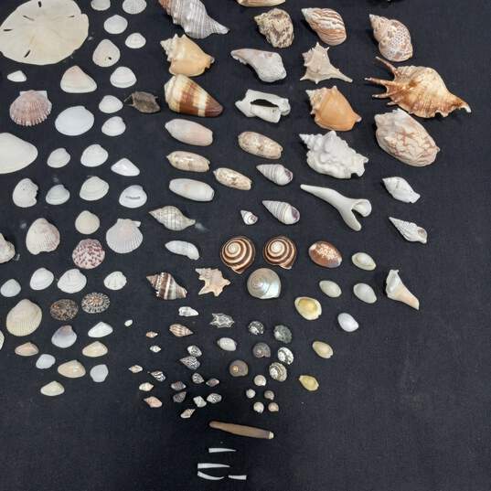4 lb Lot of Assorted Sea Shells image number 4