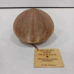 Ben Ricket Natural Sea Urchin Pomander