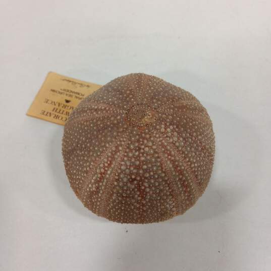 Ben Ricket Natural Sea Urchin Pomander image number 3