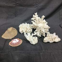 Bundle of White Coral and Seashells