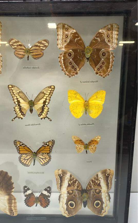 Mariposas Del Tropico Glass Framed Butterflies Set of 12 Tropical Specimens image number 6