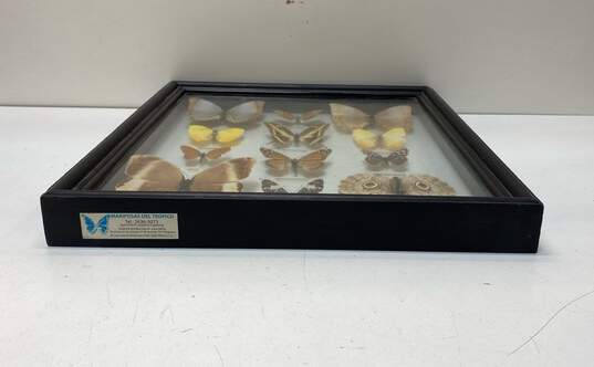 Mariposas Del Tropico Glass Framed Butterflies Set of 12 Tropical Specimens image number 7