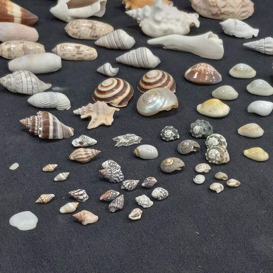 4 lb Lot of Assorted Sea Shells image number 7