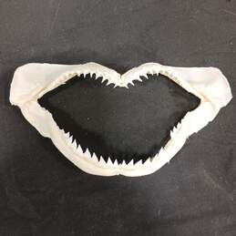 Shark Jaw 6.5"