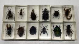 Assorted Rock and Bug Collection with Cases alternative image