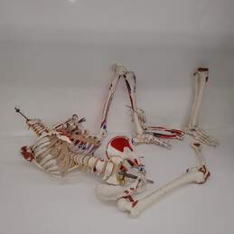Life Sized 1:1 Human Skeleton Anatomical Model for Parts/Repair