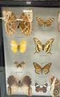 Mariposas Del Tropico Glass Framed Butterflies Set of 12 Tropical Specimens image number 5