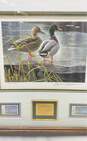 Canada's First Wild Life Stamp Medallion Edition Print of Ducks Robert Bateman image number 5