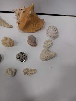 Bundle of Assorted Shells alternative image
