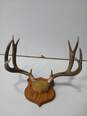Elk Horns Mounted image number 1