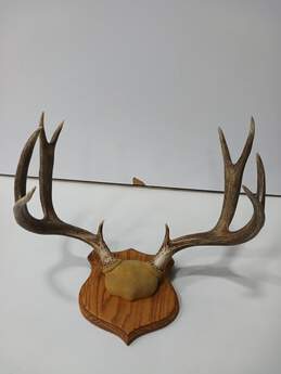 Elk Horns Mounted