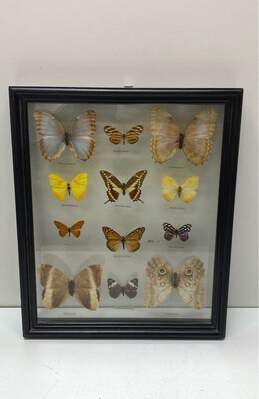 Mariposas Del Tropico Glass Framed Butterflies Set of 12 Tropical Specimens