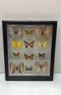 Mariposas Del Tropico Glass Framed Butterflies Set of 12 Tropical Specimens image number 1