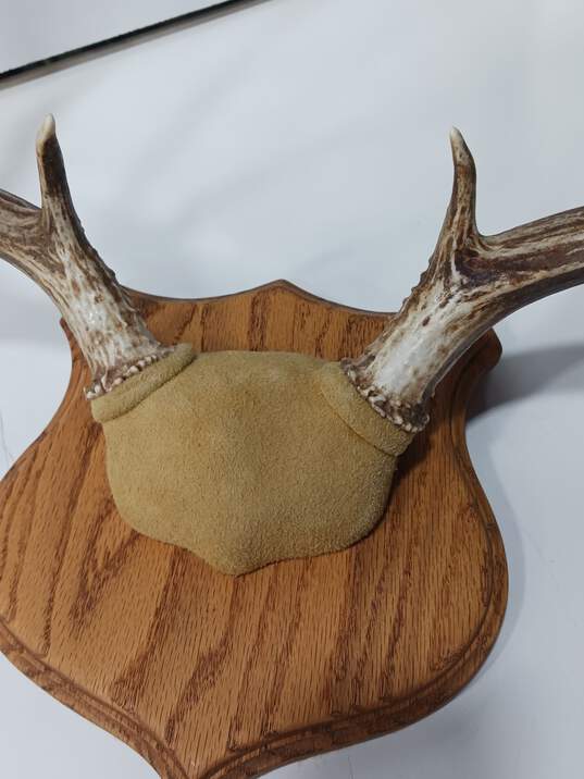 Elk Horns Mounted image number 5