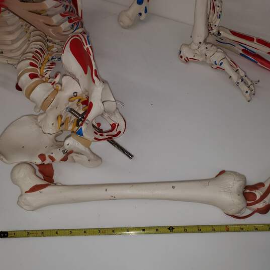 Life Sized 1:1 Human Skeleton Anatomical Model for Parts/Repair image number 4