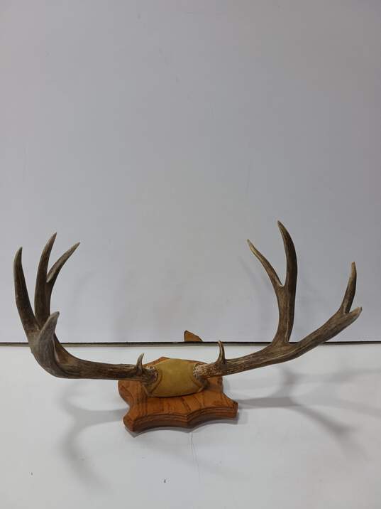 Elk Horns Mounted image number 4