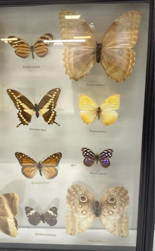 Mariposas Del Tropico Glass Framed Butterflies Set of 12 Tropical Specimens image number 4