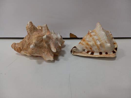 Bundle of 2 Large Conch Seashells image number 3