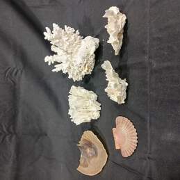 Bundle of White Coral and Seashells alternative image