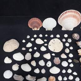 4 lb Lot of Assorted Sea Shells alternative image