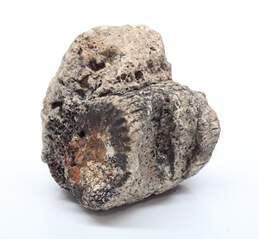 Rock w/ Fossil Fragment