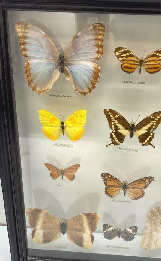 Mariposas Del Tropico Glass Framed Butterflies Set of 12 Tropical Specimens image number 3