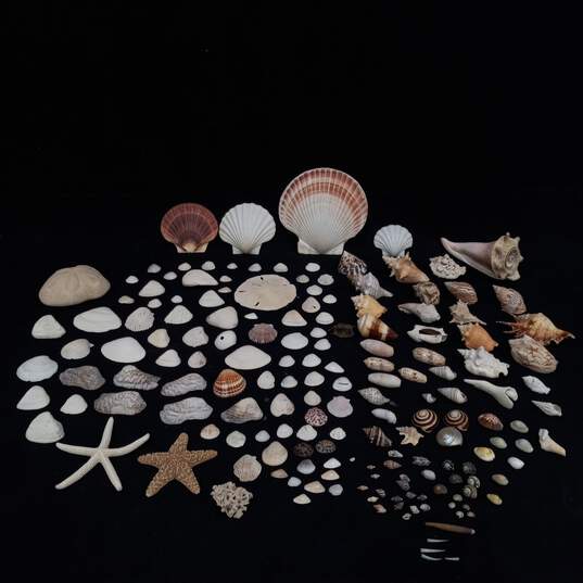 4 lb Lot of Assorted Sea Shells image number 1