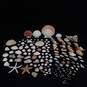 4 lb Lot of Assorted Sea Shells image number 1