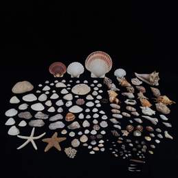 4 lb Lot of Assorted Sea Shells