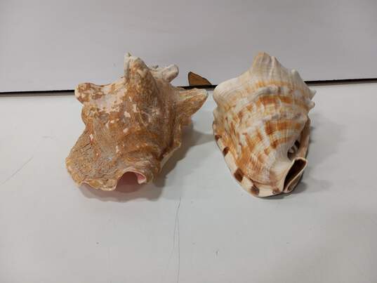 Bundle of 2 Large Conch Seashells image number 4