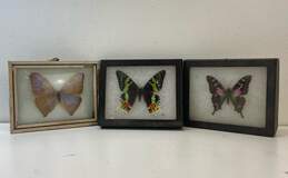 3 Glass Framed Butterflies Various Species Mounted Box /Framed Displayed