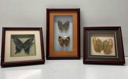 Set of 3 Glass Framed Butterflies 4 Vivid and Unique Species Display Décor