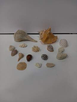 Bundle of Assorted Shells