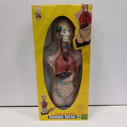 Science Tech Anatomically Accurate Model Kit