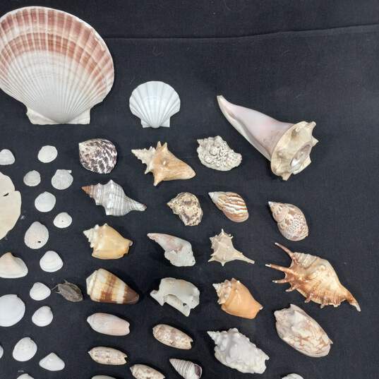 4 lb Lot of Assorted Sea Shells image number 5