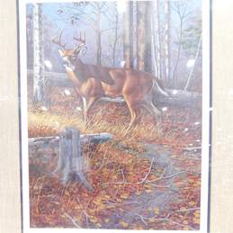 Artist Harry Antis Signed 'Woodland Prince' Deer Limited Edition Print & Stamp alternative image