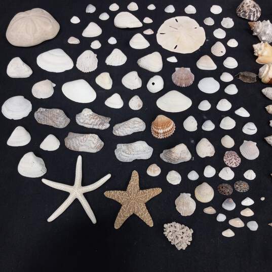 4 lb Lot of Assorted Sea Shells image number 3