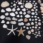 4 lb Lot of Assorted Sea Shells image number 3