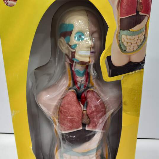 Science Tech Anatomically Accurate Model Kit image number 6