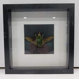 Framed Mecynorhina Polyphemus (Green Beetle) in Shadowbox