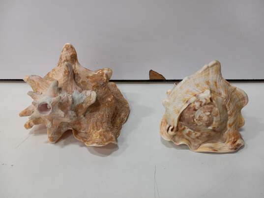 Bundle of 2 Large Conch Seashells image number 2