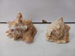 Bundle of 2 Large Conch Seashells alternative image